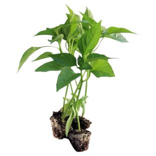 美人椒苗辣椒秧苗红长线椒苗二荆条幼苗春秋四季阳台盆栽蔬菜苗子