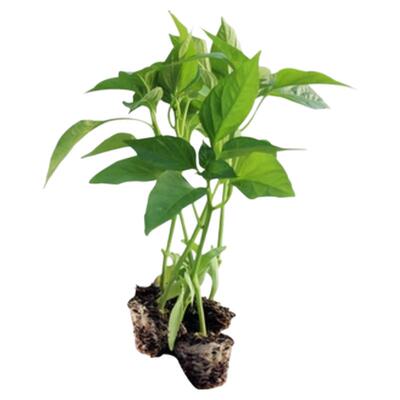 香辣美人椒苗辣椒苗四季南方种植