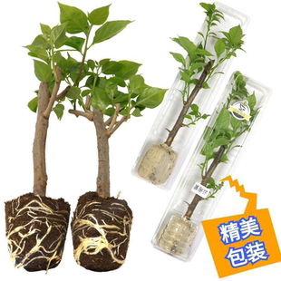 （米罗）三角梅小苗橙色不带花盆栽大苗重瓣室内阳台庭院树苗