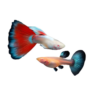 火烧云孔雀鱼活体小型热带鱼高端凤尾礼服胎生淡水观赏鱼五彩好养