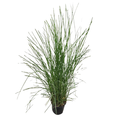 四季观赏庭院阳台花镜观赏草