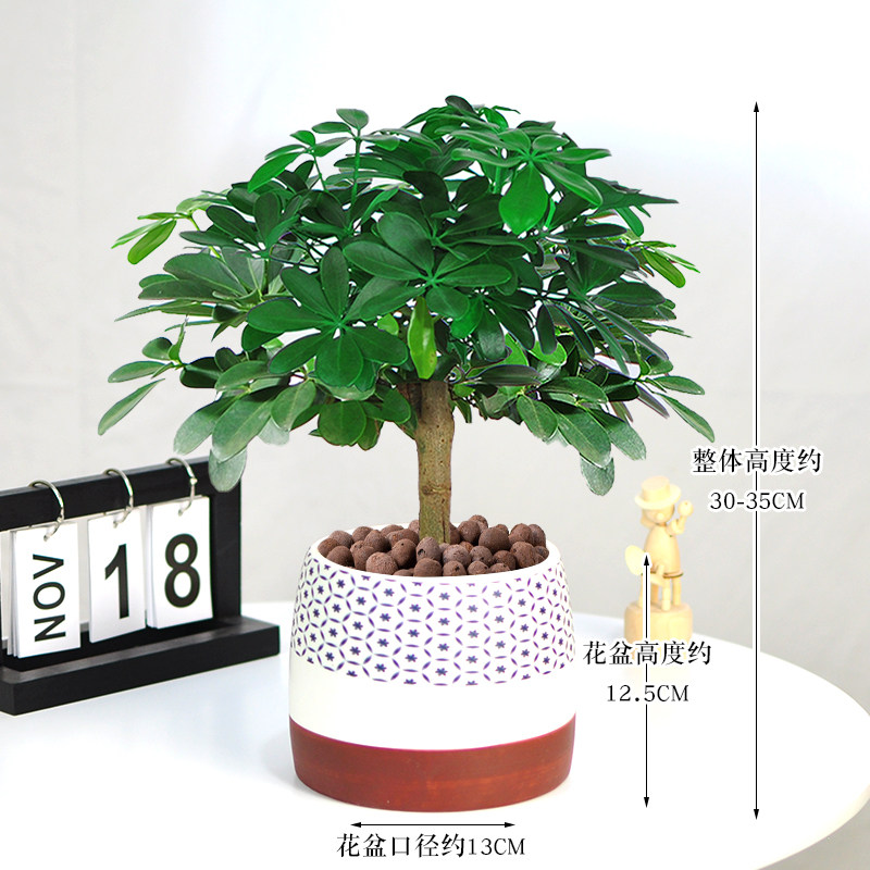 鸭脚木盆栽植物室内花四季常青好养老桩盆景吸甲醛八方来财七叶莲