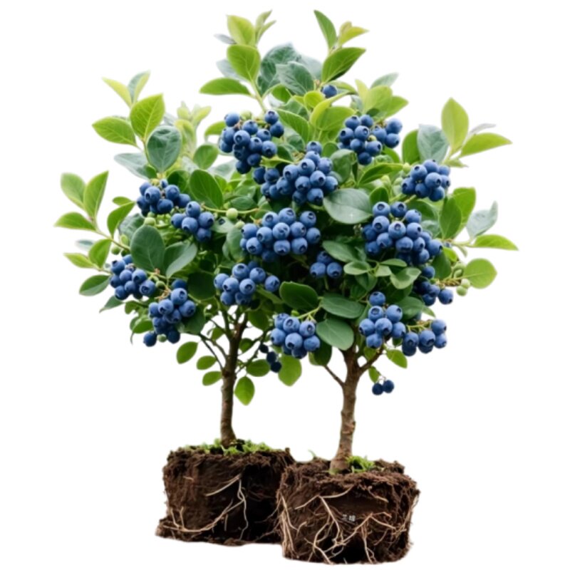【带果发货】蓝莓树果苗盆栽