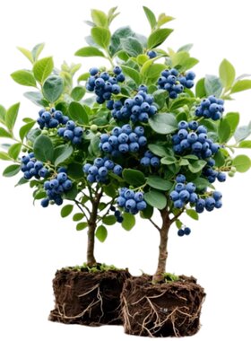 【带果发货】蓝莓树果苗盆栽