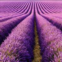 Lavender seeds, Provence lavender seeds, potted plants, easy to survive, indoor and outdoor fragrant grass seeds thumbnail 2