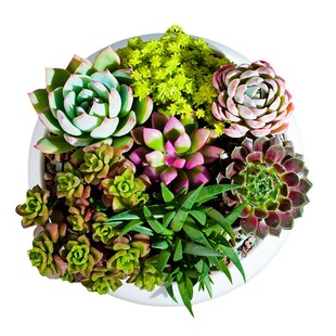 多肉植物盆栽室内办公室阳台桌面小绿植花卉好养带土招财越晒越红