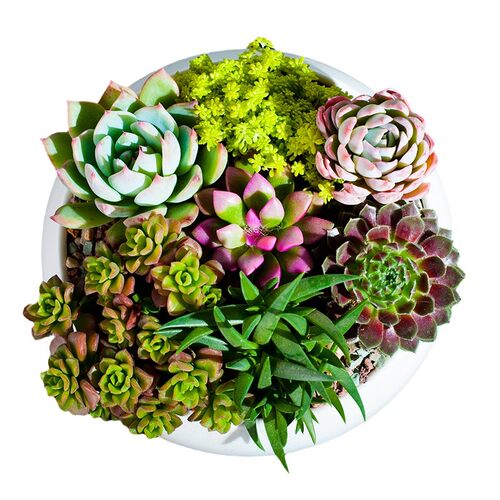 多肉植物盆栽室内办公室阳台桌面小绿植花卉好养带土招财越晒越红
