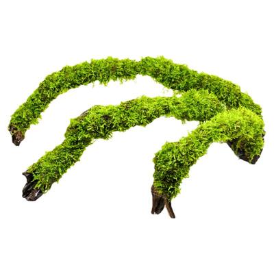 莫斯水草沉木拱桥鱼缸造景水草