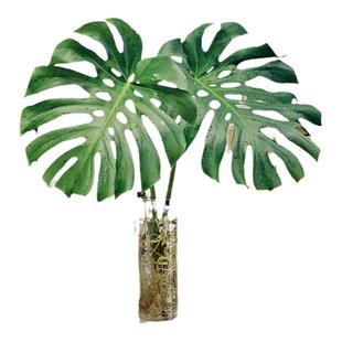 水培龟背竹老桩大叶盆栽水养绿植室内客厅桌面高大植物四季好养活