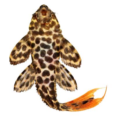 南美进口小型热带异型鱼集锦