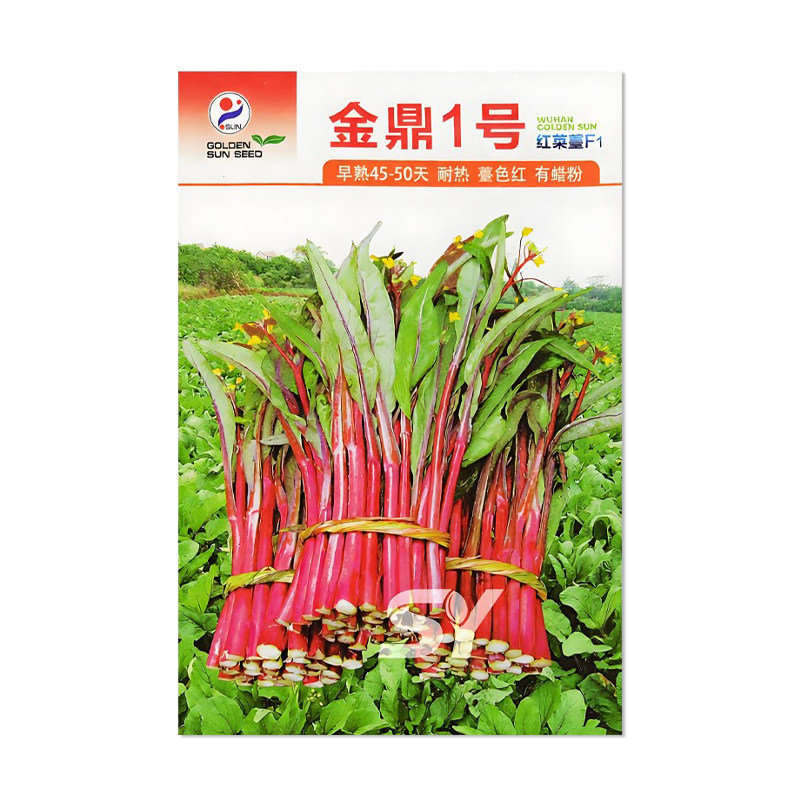 金鼎1号红菜苔种子蔬菜种子