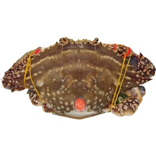 温州万江一品大号呛蟹红膏梭子蟹咸炝蟹即食母蟹醉蟹整箱江蟹顺丰