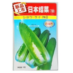 优选青麻叶玉田包尖白菜种子特选70绍菜种子笋菜中早熟生吃玉白菜