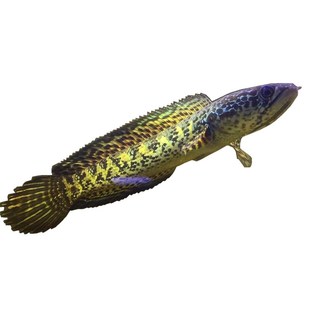 黄金眼镜蛇雷龙鱼活鱼观赏鱼凶猛钴蓝热带鱼鬼王蓝宝石可跟手互动