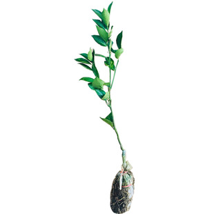 正宗皇帝柑树苗嫁接贡柑果苗盆栽地栽阳台庭院南北方品种种植带土