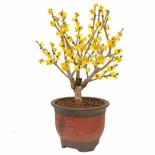 丛生腊梅树苗老桩盆栽棒棒糖嫁接素心腊梅树庭院地栽植物当年开花