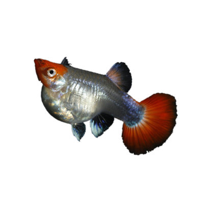 孔雀鱼孕母活体大肚子临产怀孕母