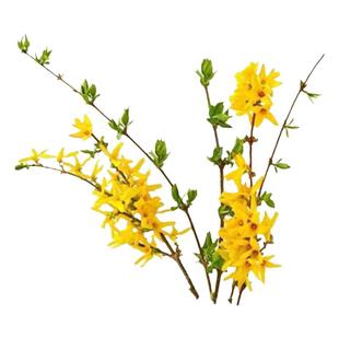 园林绿化苗攀缘花卉连翘花苗连翘苗金钟罩花黄老虎树苗庭院植物花