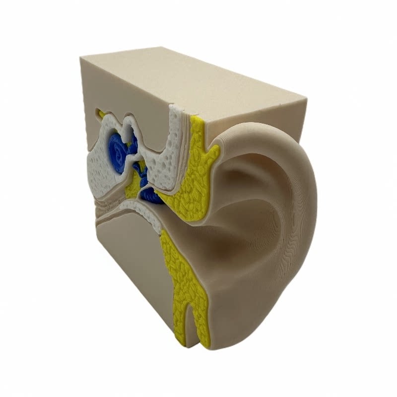 3D打印耳部结构模型教学教具