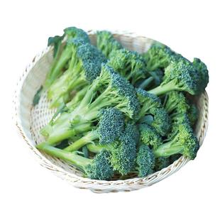 西兰苔种子种籽孑苗秧西兰花苗芥蓝芥兰菜苗西兰苔菜苗蔬菜秧苗