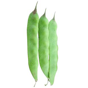 绿龙架豆王无筋豆豆种四季豆种孑春秋高产长豆角种子爬藤蔬菜种籽