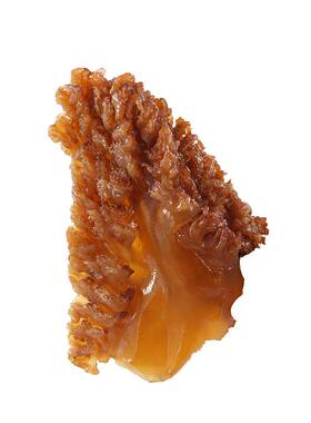 海蜇头野生脆绵蛰头桶装特大凉拌
