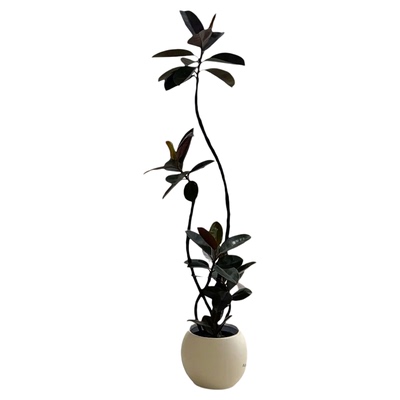 高级感ins风北欧黑金刚橡皮树