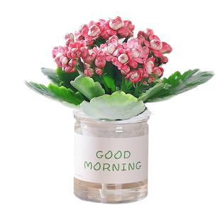 绿萝吊兰多肉发财树花卉盆栽客厅植物办公室内桌面小绿植水培