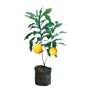 黄晶果树苗嫁接黄金果苗久蜜冬蜜四季当年结果南方种植早熟盆栽地