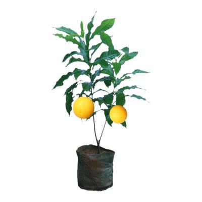 黄晶果树苗嫁接黄金果苗久蜜冬蜜四季当年结果南方种植早熟盆栽地