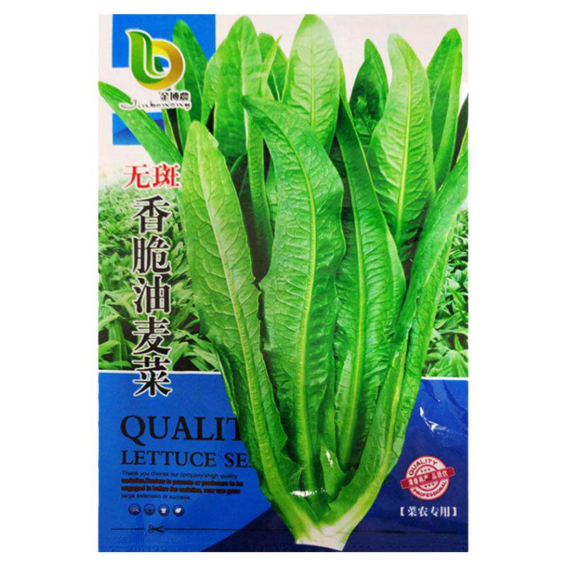 无斑香脆油麦菜种子四季播大棵青菜种籽阳台菜籽蔬菜孑冬季菜种孑