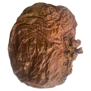 吉林梅花鹿鹿胎粉纯正鹿胎盘整个干鹿胎新鲜鹿胎盘可以打粉正宗