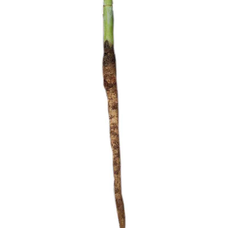 小茴香苗盆栽产地直销可庭院阳台窗台绿化带根种植割茬蔬菜苗优质