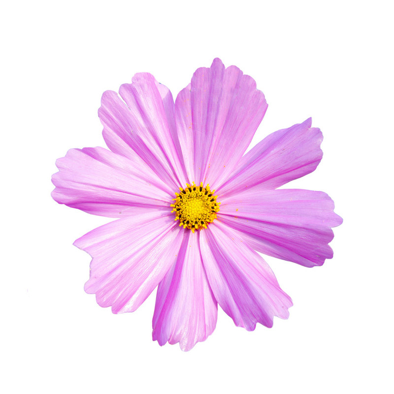 格桑花花种籽子波斯菊庭院花卉七彩野花组合草坪四季播种开花种子