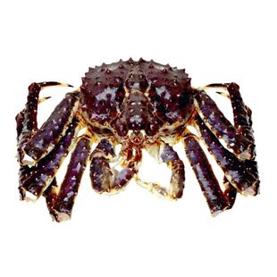 俄罗斯生冻帝王蟹冰鲜活冻冷冻海鲜水产皇帝蟹超特大螃蟹4-10斤