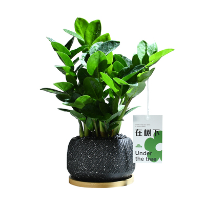 金钱树耐旱好养植物创意花卉礼物