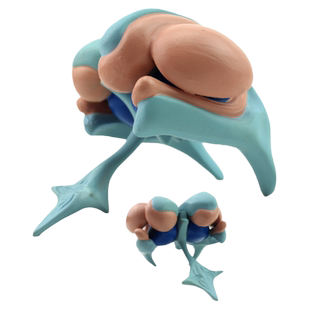 ENOVO颐诺大脑基底核脑室铸型模型  丘脑模型大脑室铸型尾状核上海医学教具 神经科专科医生培训教学大脑模型