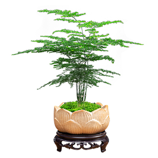 文竹盆栽室内植物净化空气办公室好养花卉盆景四季常青桌面小绿植