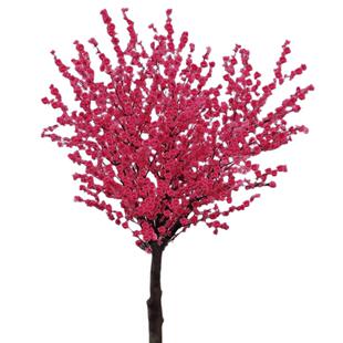 高杆梅花树苗庭院地栽红梅苗冬季花卉腊梅花四季盆栽耐寒梅花树