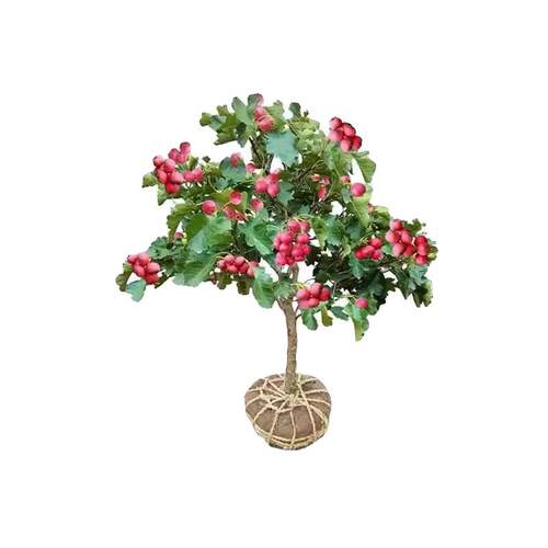 嫁接北方山楂树活苗大金星南方种植矮化无籽甜山楂树苗当年结果树