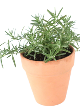 迷迭香百里香薰衣草鼠尾草洋甘菊