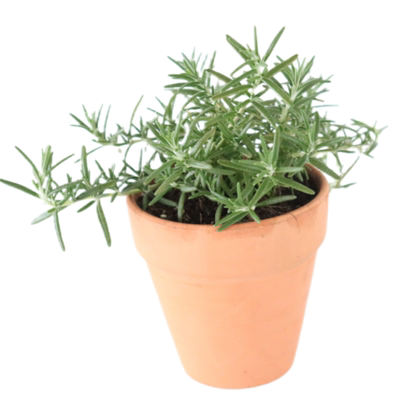 迷迭香百里香薰衣草鼠尾草洋甘菊