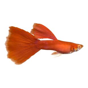 孔雀鱼热带小型淡水观赏母胎鱼易繁殖鱼苗胎生宠物鱼纯种精品凤尾