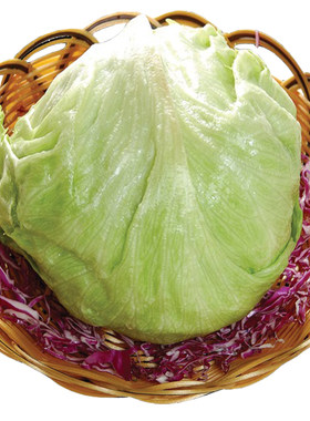 进口射手101结球生菜种子四季播