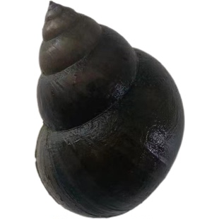 活体大田螺观赏宠物淡水锦鲤龙鱼缸吃粪便鱼龟垃圾除藻类清洁螺