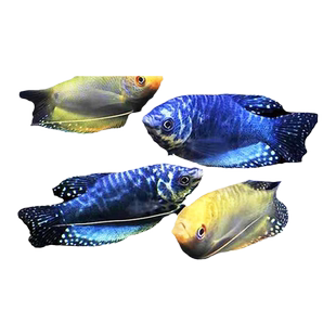 蓝曼龙鱼活体观赏鱼小型热带鱼淡水鱼练手鱼金鱼好养耐活不打氧