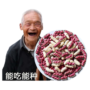 山东红皮小粒带壳四粒红生花生多籽可做种子新货薄皮高产5斤