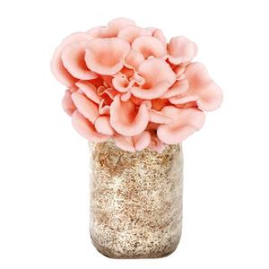 蘑菇种植包菌种菌包家种菌菇香菇食用黑平菇菌菇家庭新鲜菌棒盆栽