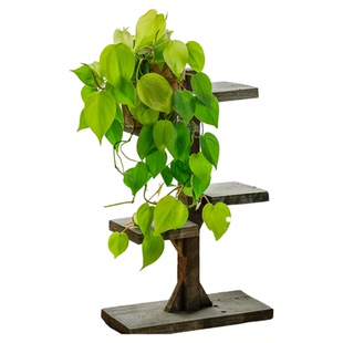 海蒂的花园蔓绿绒印第安羽毛喜林芋室内观叶植物客厅书房绿植盆栽