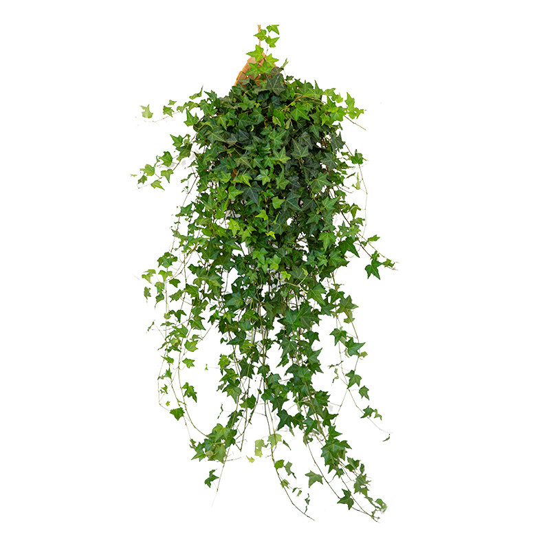 【常春藤吊兰合集】垂吊植物室内盆栽壁挂墙绿植长青藤吊篮垂钓悬